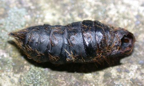 Lymantria dispar
