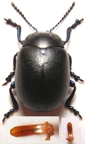 Chrysolina fuliginosa
