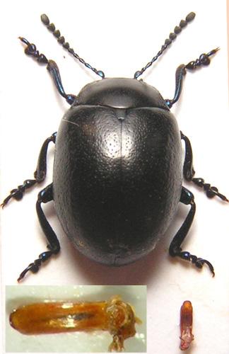 Chrysolina fuliginosa