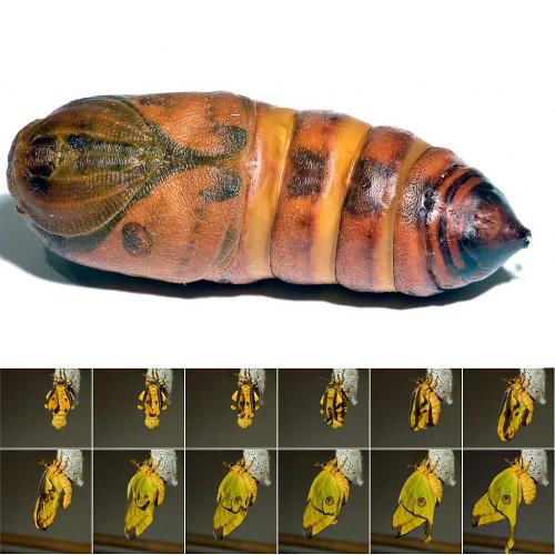 Argema mittrei