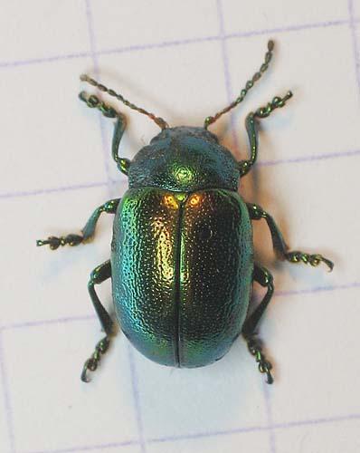 Chrysolina herbacea