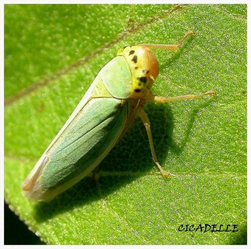 Réf. 5 075 : Cicadella viridis
