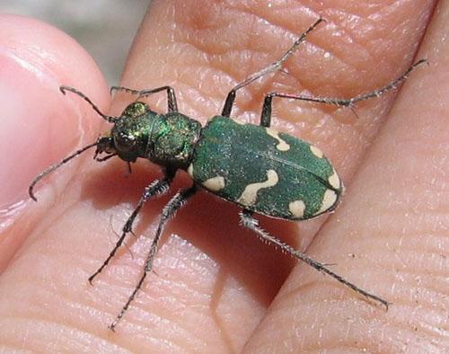Réf. 5 631 : Cicindela sp.