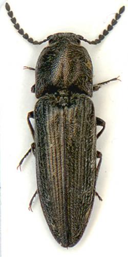 Cidnopus pilosus