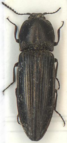 Réf. 5 611 : Cidnopus pilosus