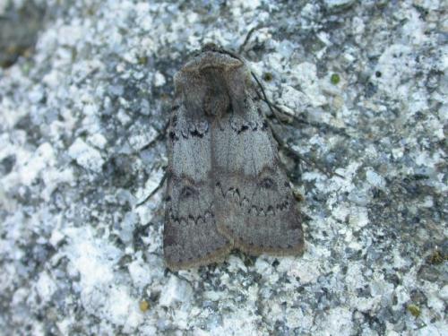 Réf. 5 893 : Agrotis cinerea