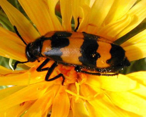 Mylabris variabilis