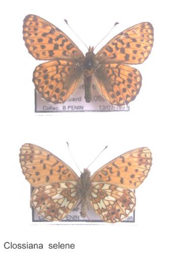 Boloria selene