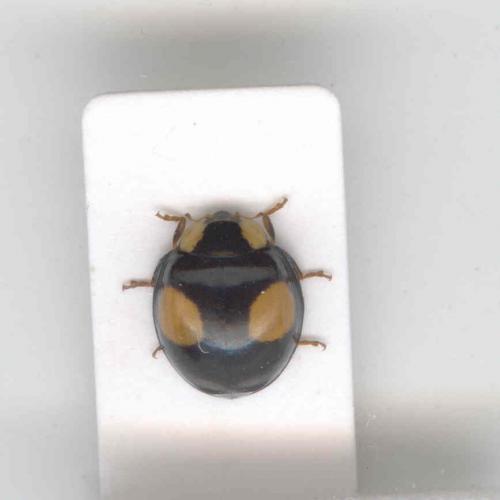 Harmonia axyridis
