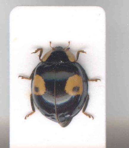 Harmonia axyridis