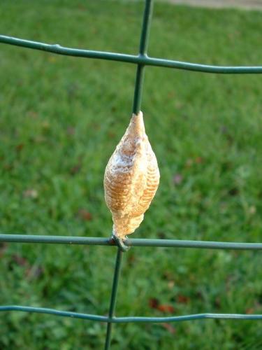 Réf. 5 562 : Mantis religiosa