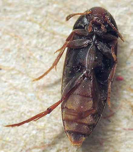 Réf. 5 215 : Orchesia undulata