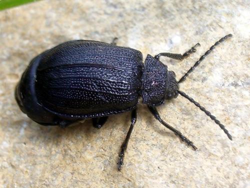 Réf. 5 438 : Galeruca sp.
