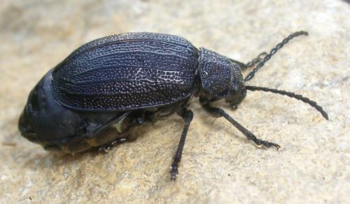 Réf. 5 439 : Galeruca sp.