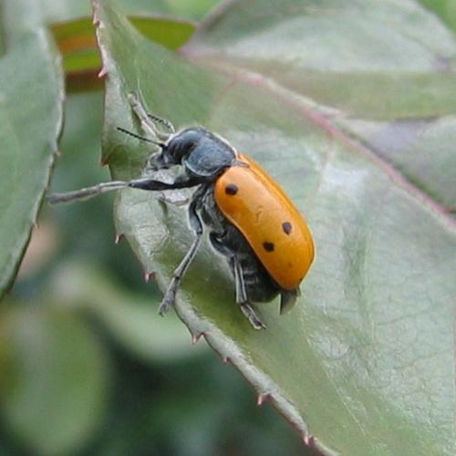 Lachnaia sp.