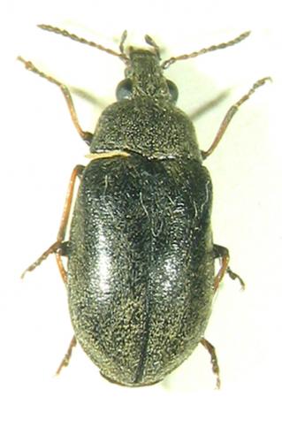 Mycterus sp.