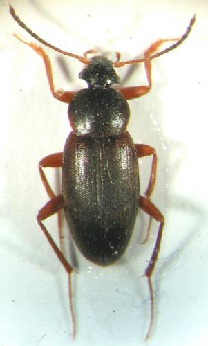 Réf. 5 892 : Choleva angustata