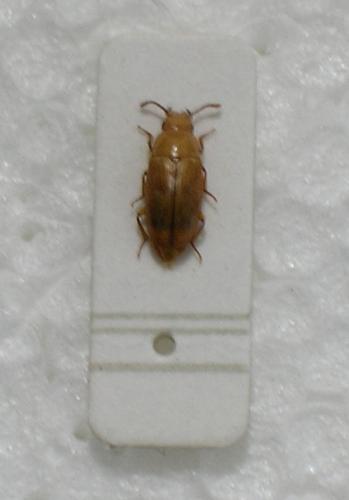 Réf. 5 687 : Antherophagus pallens