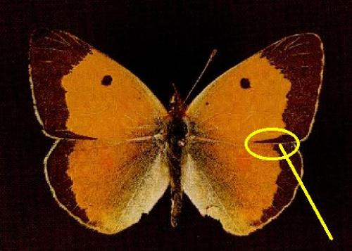 Colias croceus