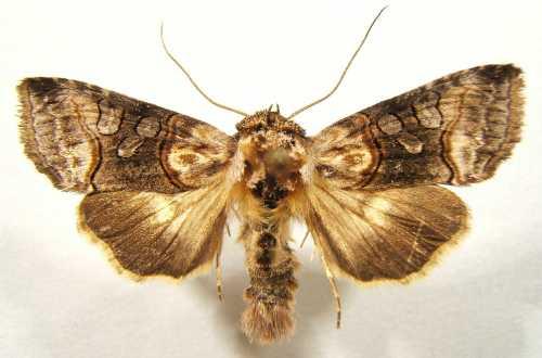 Abrostola asclepiadis
