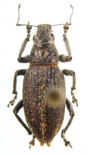 Brachyderes lusitanicus