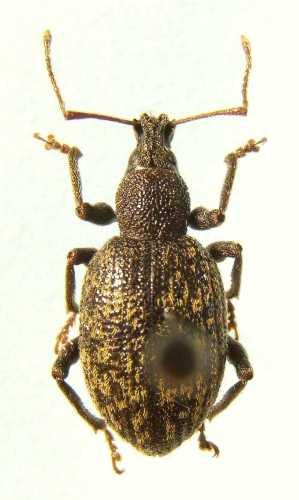 Réf. 5 925 : Otiorhynchus aurifer