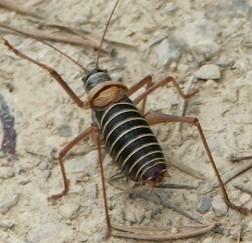 Ephippiger diurnus diurnus