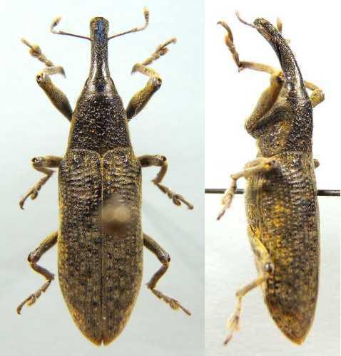 Lixus pulverulentus