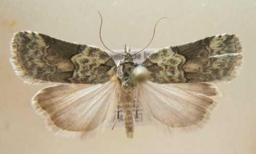 Nycteola siculana