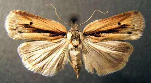Réf. 5 879 : Nycteola revayana