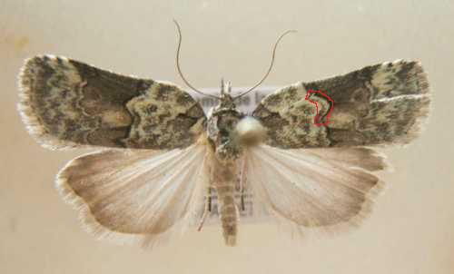 Nycteola siculana