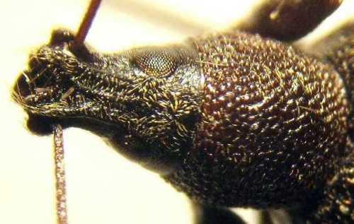 Réf. 5 952 : Otiorhynchus aurifer