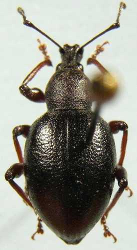 Otiorhynchus sp.