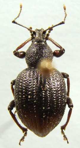 Otiorhynchus auropunctatus