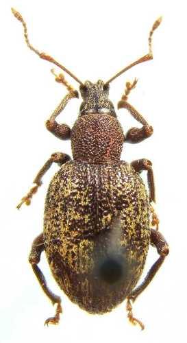 Réf. 5 979 : Otiorhynchus aurifer