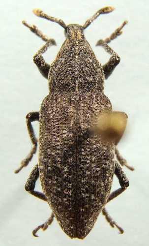 Rhabdorrhynchus seriegranosus