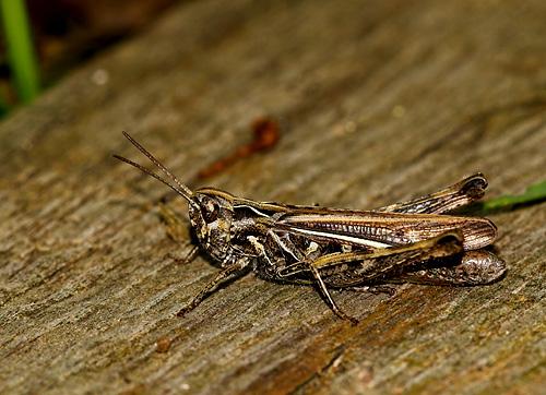 Chorthippus sp.