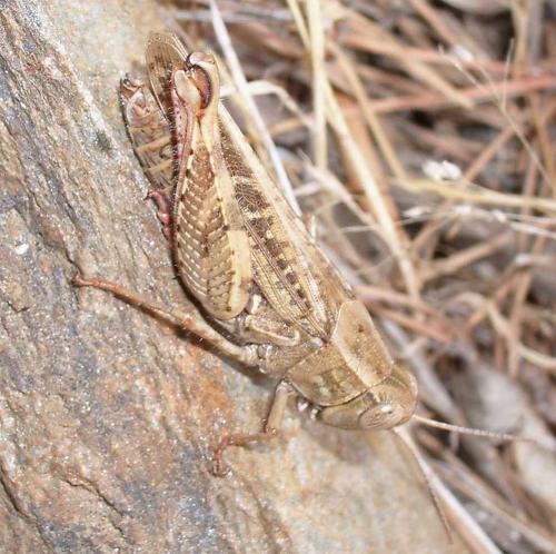 Calliptamus sp.
