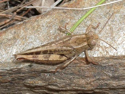 Réf. 5 006 : Calliptamus sp.