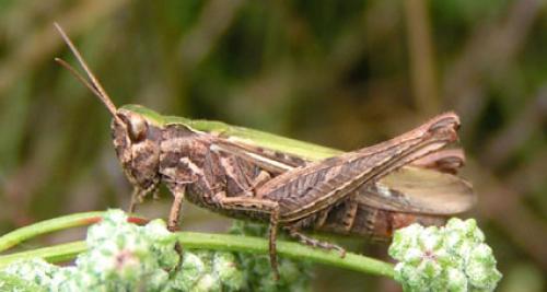 Réf. 5 371 : Omocestus rufipes