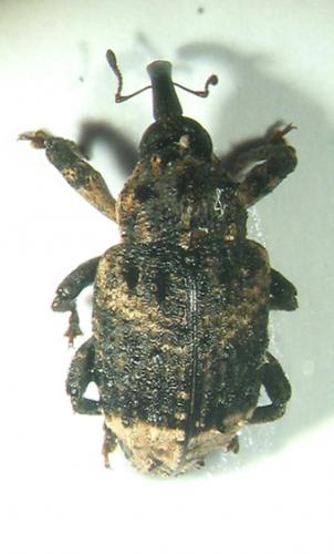 Cryptorhynchus lapathi