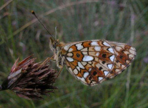 Boloria selene