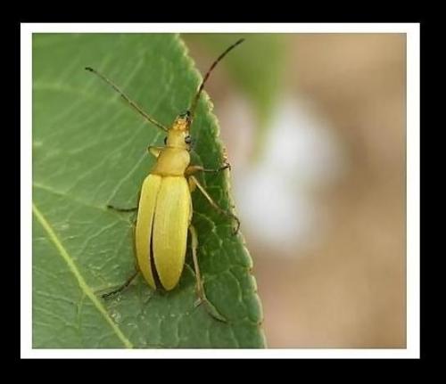 Cteniopus sulphureus