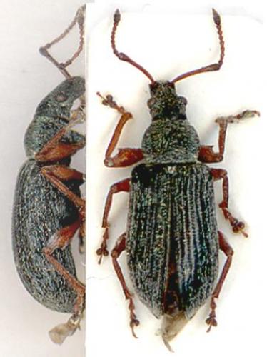 Phyllobius sp.