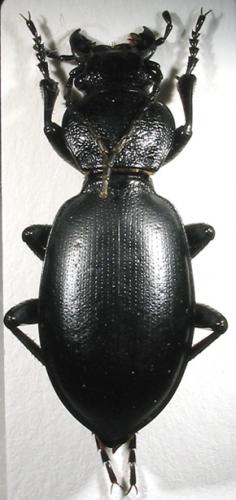 Réf. 5 840 : Carabus uzbek