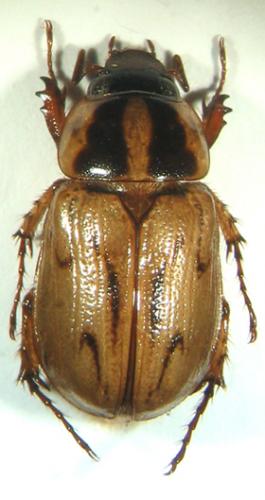 Réf. 5 154 : Cyclocephala notata