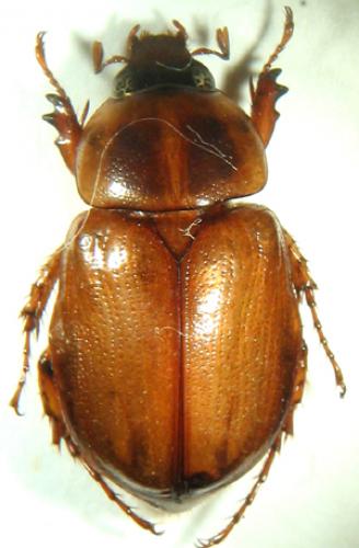 Cyclocephala tridentata
