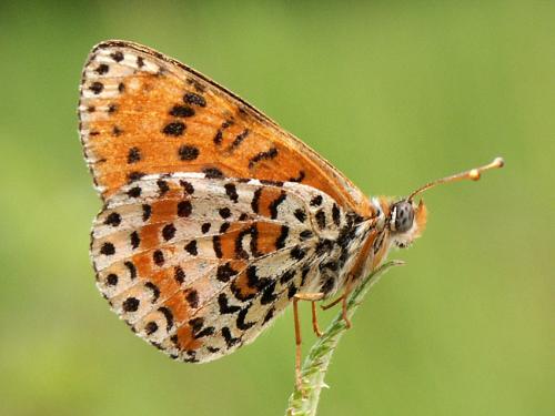 Réf. 5 009 : Melitaea didyma