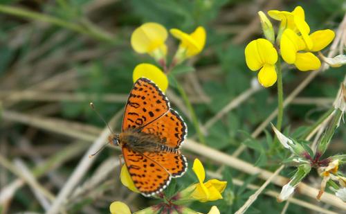 Melitaea didyma