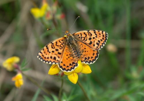 Réf. 5 010 : Melitaea didyma